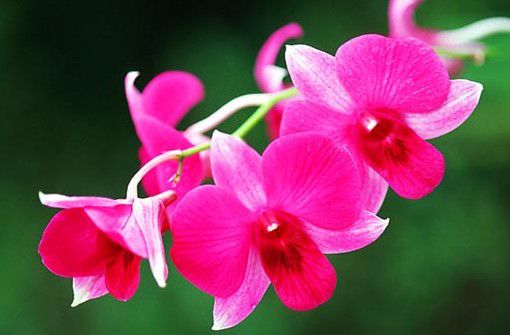 Nguồn gốc và ý nghĩa hoa lan - Mua hoa tươi online tại HOA FLORIST